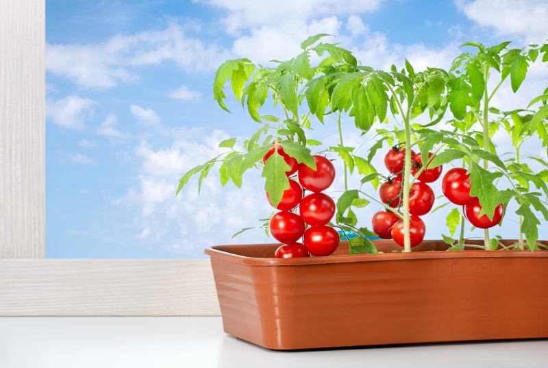Pomidorom brak zapłodnienia mimo kwitnienia – metody ręcznego zapylania roślin