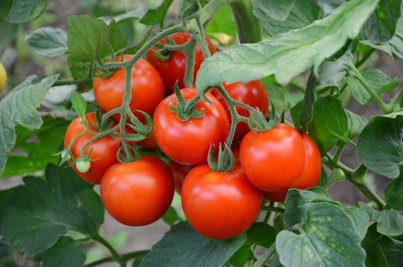 Jak prawidłowo pielęgnować i kiedy najlepiej zbierać pomidory uprawiane w polu