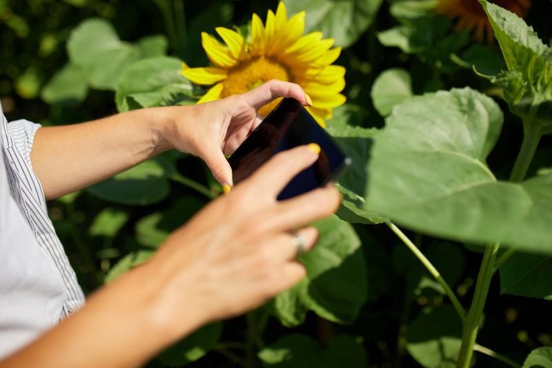 Jak uprawiać ogrodowe słoneczniki dekoracyjne – porady dotyczące czasu siewu i pielęgnacji wybranych odmian