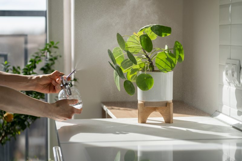 Jakie rośliny doniczkowe sprawdzą się w łazience