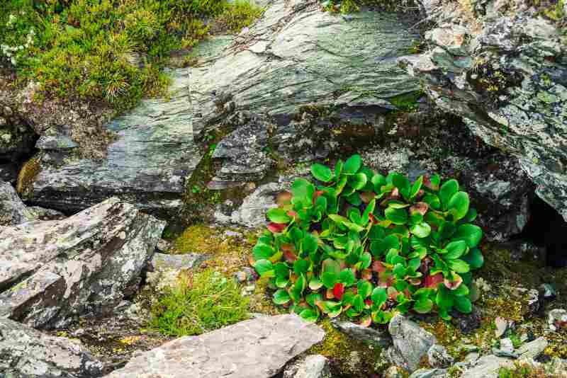 Małe krzewy liściaste idealne do skalniaka i niewielkiego ogrodu