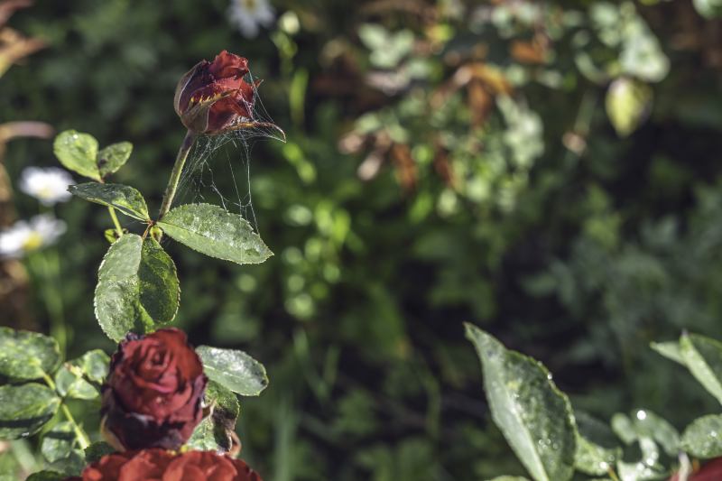 Jak prawidłowo posadzić różę w ogrodzie - instrukcja krok po kroku z obrazkami