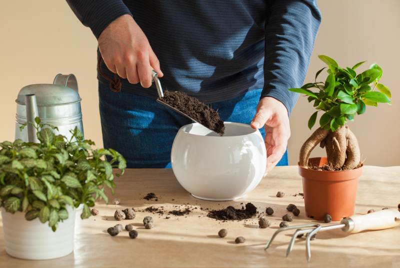 Naturalne metody wzbogacania gleby dla kwiatów doniczkowych – wykorzystanie skorupek jajek i fusów po kawie